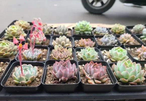 喬伊多肉繁殖_多肉喬伊好養嗎_喬伊多肉配土
