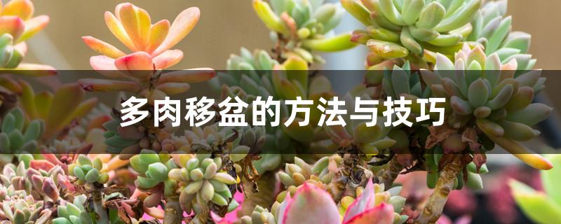 換盆土多肉方法圖解_換盆土多肉方法視頻_多肉怎么換盆換土的方法