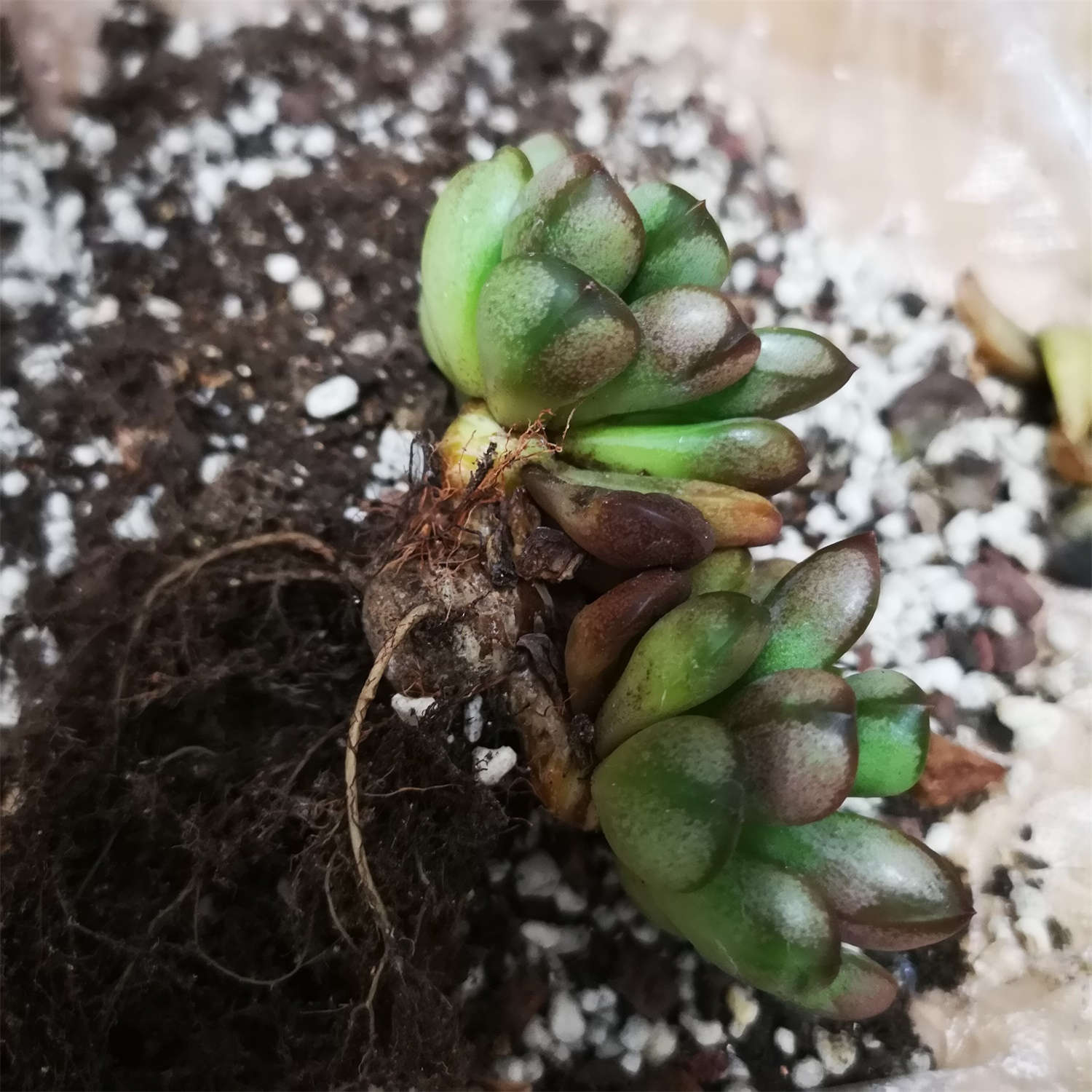 多肉怎么換盆換土的方法_換盆土多肉方法圖解_換盆土多肉方法視頻